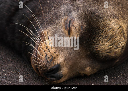 Close up head shot of sealion endormi sur le ciment Banque D'Images