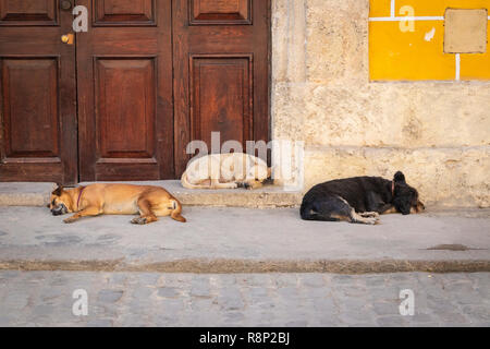 3 chiens dorment dans la chaleur du jour à La Havane Cuba Banque D'Images