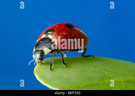 Ladybird on leaf Banque D'Images