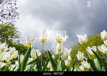 Close-up de belles tulipes blanches (Tulipa) sur le terrain. Banque D'Images