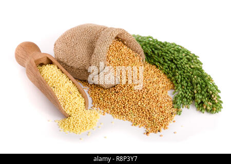 Millet dans un scoop en bois, sac de toile verte et épillets isolé sur fond blanc Banque D'Images