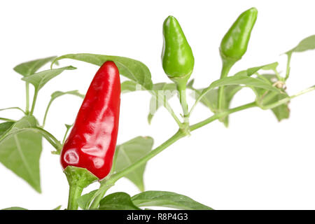 Piment rouge de la direction générale avec la leaf isolated on a white background aucune ombre Banque D'Images