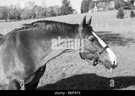 Photo noire et blanche d'un cheval debout dans un champ par un beau jour dans un champ dans la campagne anglaise. Banque D'Images