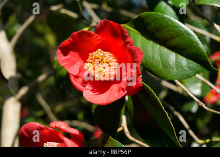 Close-up d'un Camellia japonica fleur sur une journée ensoleillée. Banque D'Images