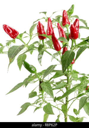 Piment rouge de la direction générale avec la leaf isolated on a white background aucune ombre Banque D'Images