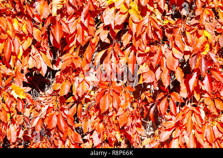 En ce qui concerne les feuilles sur la vigne, Kallio, Helsinki, Finlande Banque D'Images