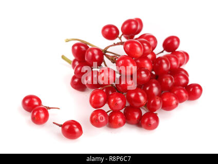 Branche de viburnum berries isolé sur fond blanc Banque D'Images