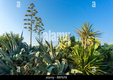 Vue d'un Araucaria heterophylla et la diversité des plantes sur l'île de Crète Banque D'Images