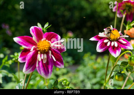 Dahlia papillon de nuit close-up rouge profond, riche et blanc collier mauve, petite fleur. Collarette Flower Close-up d'un dahlia mauve Ourson (Collarette Da Banque D'Images