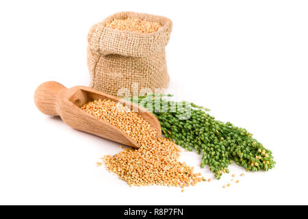 Millet dans un sac avec des épillets vert isolé sur fond blanc. Nourriture pour perroquets Banque D'Images