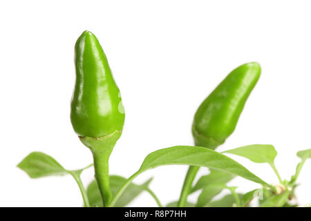 Piment vert de la direction générale avec la leaf isolated on a white background aucune ombre Banque D'Images