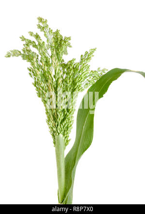 Millet cru vert isolé sur fond blanc Banque D'Images