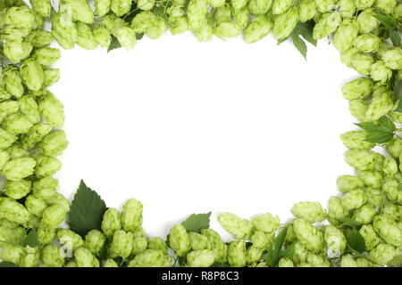 Cadre du houblon en cônes verts frais isolé sur fond blanc. Vue de dessus avec l'exemplaire de l'espace pour votre texte Banque D'Images