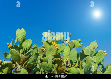 Close-up d'un grand cactus floraison jaune avec les poires en face d'un ciel bleu et un magnifique soleil. Banque D'Images