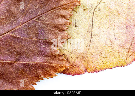 Les feuilles d'automne composition arrangement - faon chequers sur poire jaune violacé. Banque D'Images