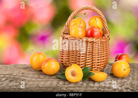 Prunes jaunes dans un panier en osier sur une table en bois avec un jardin contexte flou Banque D'Images