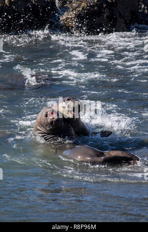 L'éléphant (Mirounga angustirostris) à San Simeon, California, USA Banque D'Images