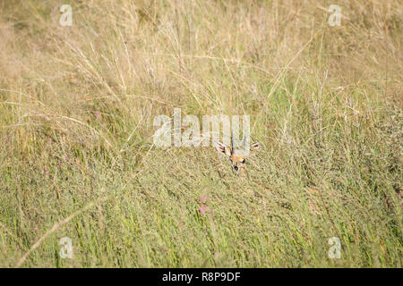 Steenbok timide dans l'herbe haute Banque D'Images