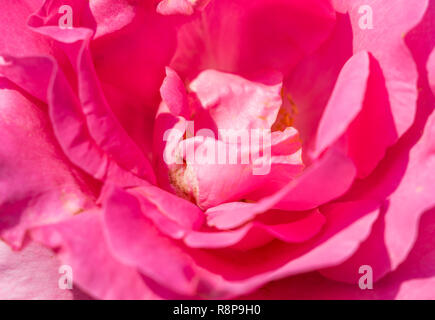 Close-up d'un beau rose rose sur un matin ensoleillé. Banque D'Images