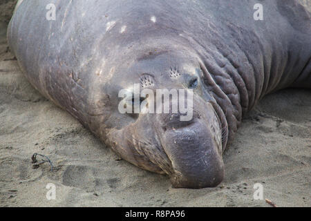 L'éléphant (Mirounga angustirostris) sur la plage de Piedras Blancas, San Simeon, California, USA Banque D'Images