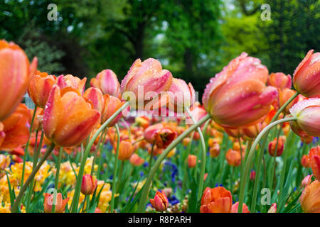 Close-up de belles tulipes de couleur orange le matin. Banque D'Images