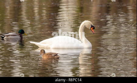 Les canards et cygnes dans le lac Banque D'Images