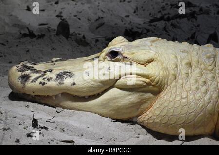 Albino alligator en Floride Banque D'Images