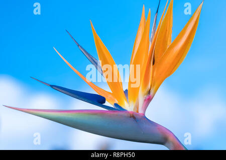 L'oiseau de paradis fleurs fleurissent dans le jardin d'amour. C'est la fleur qui symbolise la liberté de vol des oiseaux qu'exprimer dans la vie Banque D'Images