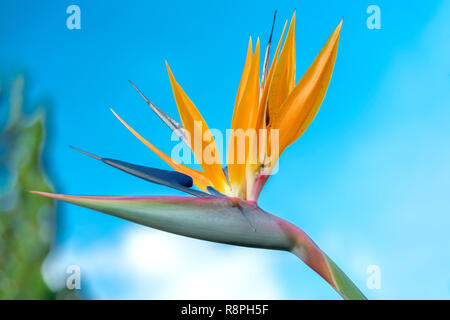 Loiseau De Paradis Fleurs Fleurissent Dans Le Jardin D