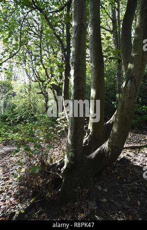 Réserve Naturelle de Scadbury Park,Chistlehurst,London Borough of Bromley,London.UK Banque D'Images