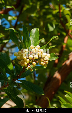 Belles fleurs Arbre aux fraises blanc , une petite branche avec fleurs en forme de cloche , la lumière et les ombres Banque D'Images