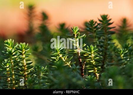 Green sedum reflexum plante appelée aussi sedum rupestre ou orpin réfléchi ,les feuilles sont peu cylindrique à bout arrondi , un contraste élevé ,bac Banque D'Images