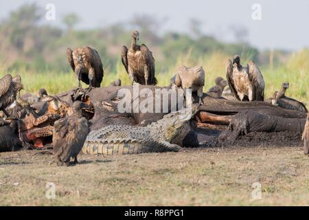 Le Parc National de Chobe, Botswana, Chobe river, le crocodile du Nil (Crocodylus niloticus) vient manger ainsi que les vautours africains (Gyps africanus) un éléphant de savane d'Afrique ou d'éléphant de savane (Loxodonta africana), tués, tués par la maladie du charbon, Banque D'Images