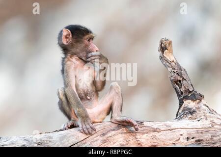 Le Parc National de Chobe, Botswana, Chobe river, le babouin Chacma (Papio ursinus), baby Banque D'Images