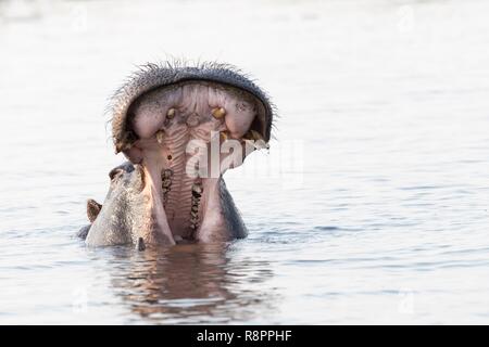 Bostwana, Savuti Parc National, Savannah, l'hippopotame commun ou Hippo (Hippopotamus amphibius), bouche ouverte dans l'eau Banque D'Images