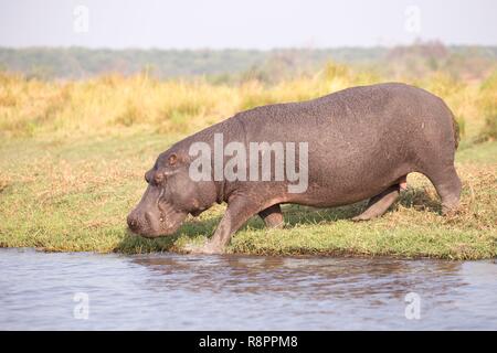 Le Parc National de Chobe, Botswana, Chobe river, l'hippopotame commun ou l'Hippopotame (Hippopotamus amphibius), mange de l'herbe à l'extérieur de l'eau Banque D'Images
