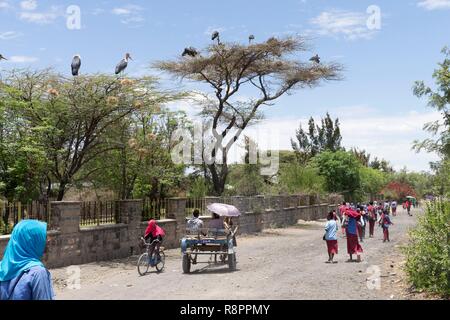 L'Éthiopie et de la vallée du Rift, le lac Ziway, nids de Marabou stork (crumenifer Flamant rose (Phoenicopterus ruber) sur les arbres de la ville Banque D'Images