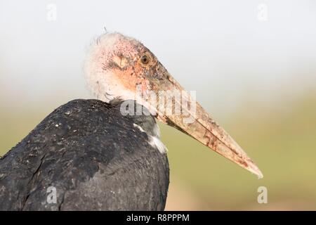 L'Éthiopie et de la vallée du Rift, le lac Ziway, Marabou stork (crumenifer Flamant rose (Phoenicopterus ruber), assis sur le sol Banque D'Images