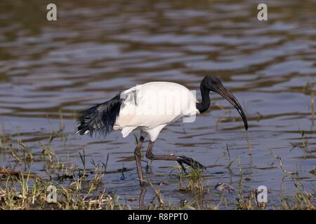 L'Éthiopie et de la vallée du Rift, le lac Ziway, ibis sacré (Threskiornis africains aethiopicus), sur le terrain Banque D'Images