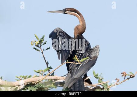 L'Éthiopie et de la vallée du Rift, le lac Ziway, dard Africain (Anhinga rufa), perché sur une branche d'un arbre Banque D'Images