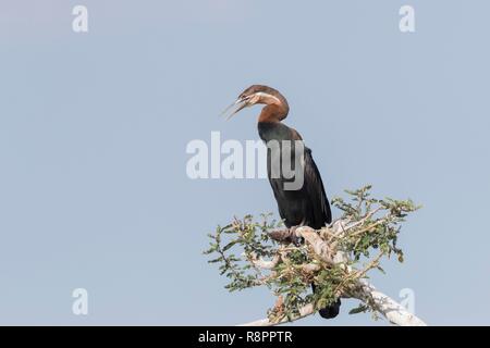 L'Éthiopie et de la vallée du Rift, le lac Ziway, dard Africain (Anhinga rufa), perché sur une branche d'un arbre Banque D'Images