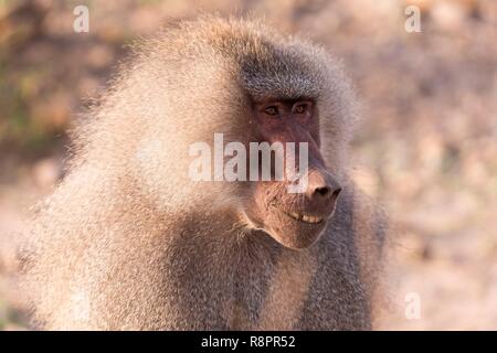 L'Éthiopie et de la vallée du Rift, affleurante, le babouin Hamadryas (Papio hamadryas), mâle dominant Banque D'Images