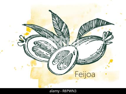 Collection de feijoa, fruits, feuilles et fleurs feijoa tranche. Vector illustration dessiné à la main. Illustration de Vecteur