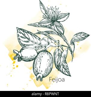 Collection de feijoa, fruits, feuilles et fleurs feijoa tranche. Vector illustration dessiné à la main. Illustration de Vecteur