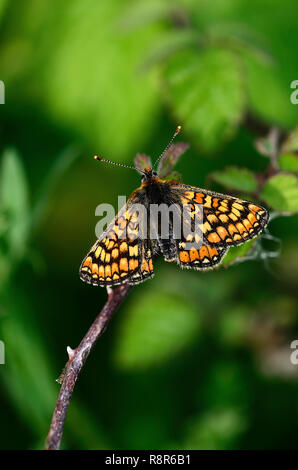 Marsh fritillary butterfly au repos. Dorset, UK peut Banque D'Images