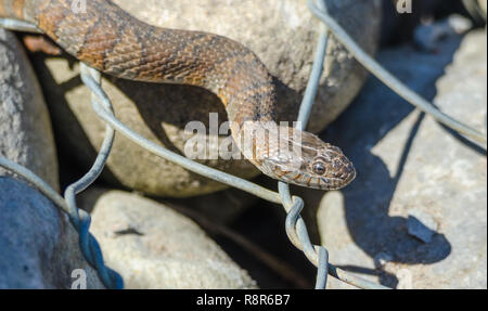 Couleuvre d'eau (Nerodia sipedon) large, nonvenomous, serpent commun dans la famille Colubridae, baigne dans la lumière du soleil sur les rochers. Banque D'Images