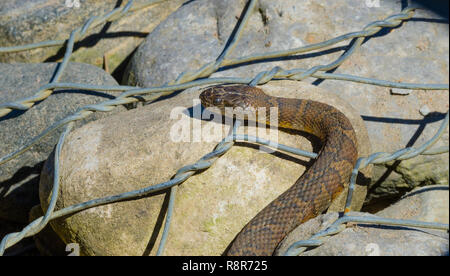 Couleuvre d'eau (Nerodia sipedon) large, nonvenomous, serpent commun dans la famille Colubridae, baigne dans la lumière du soleil sur les rochers. Banque D'Images