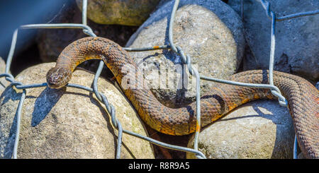 Couleuvre d'eau (Nerodia sipedon) large, nonvenomous, serpent commun dans la famille Colubridae, baigne dans la lumière du soleil sur les rochers. Banque D'Images