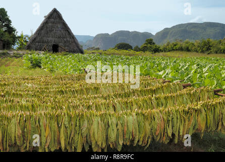 Champ de tabac avec le séchage et le tabac de plus en plus et à l'arrière-plan une chambre de séchage près de Vallée de Vinales, Cuba Banque D'Images