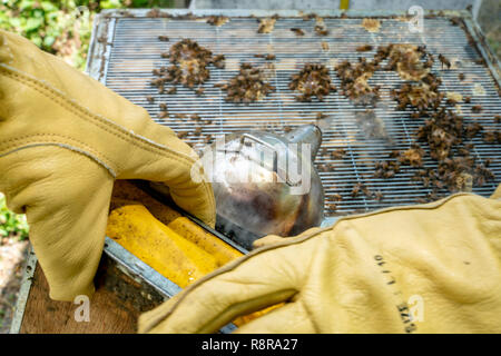 Gros plan d'une main à l'aide de l'apiculteur un fumeur de calmer une abeille ruche pendant l'entretien. Banque D'Images